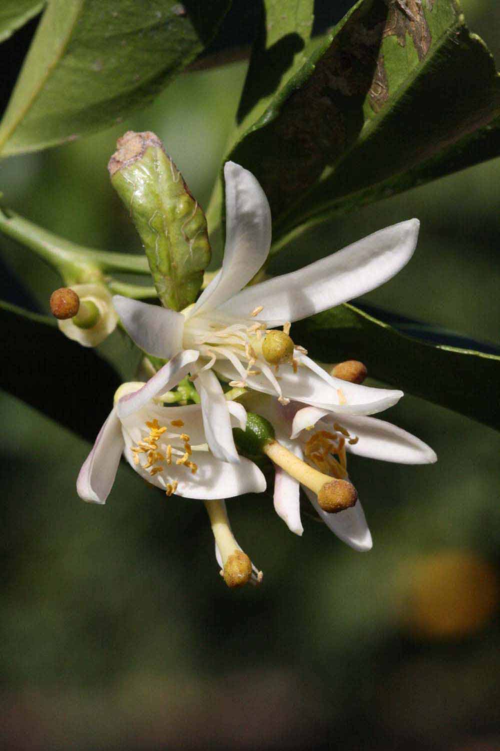              Flower (Jullundri Khatti, Riverside, CA)       
